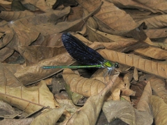 Sapho ciliata
