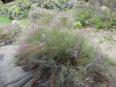 Limonium tuberculatum