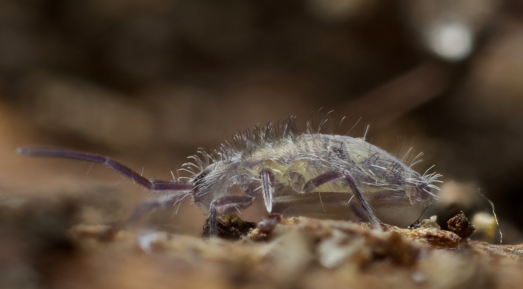 Lepidosira