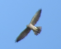 Accipiter brevipes