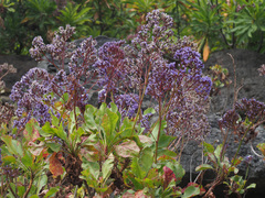 Limonium sventenii