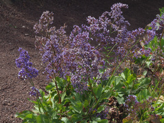 Limonium sventenii