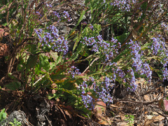Limonium brassicifolium