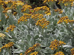 Helichrysum gossypinum