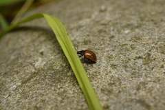 Gonioctena rubripennis