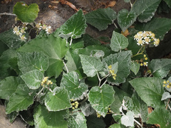 Senecio appendiculatus