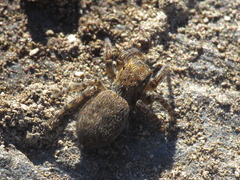 Euophrys