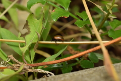 Gonioctena rubripennis