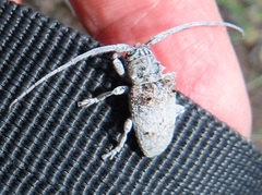 Crossotus stypticus