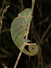 Calumma oshaughnessyi