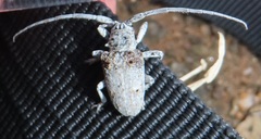 Crossotus stypticus