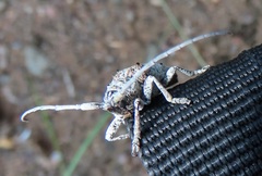 Crossotus stypticus