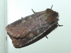 Cerastis tenebrifera
