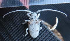 Crossotus stypticus