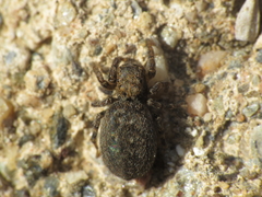 Euophrys