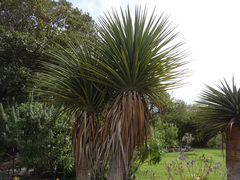 Dracaena tamaranae