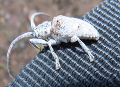 Crossotus stypticus