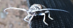 Crossotus stypticus