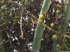 Dracaena tamaranae