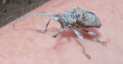 Crossotus stypticus
