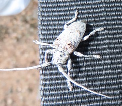 Crossotus stypticus
