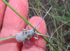 Crossotus stypticus