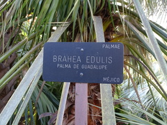 Brahea edulis