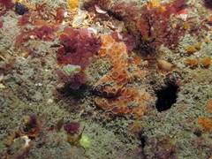 Hemimycale columella