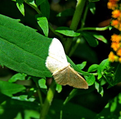 Idaea sylvestraria
