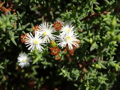 Ruschia tenella