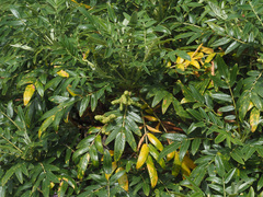 Bencomia brachystachya