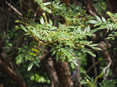 Bencomia brachystachya