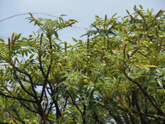 Bencomia brachystachya