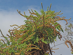 Bencomia brachystachya