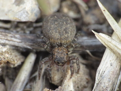 Euophrys