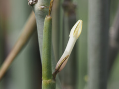 Ceropegia dichotoma krainzii