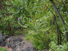 Cheirolophus falcisectus