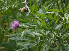 Cheirolophus falcisectus