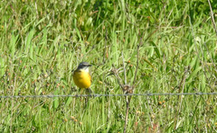 Motacilla flava iberiae