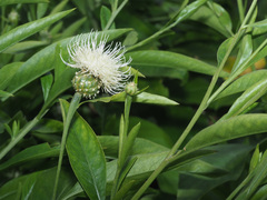 Cheirolophus webbianus