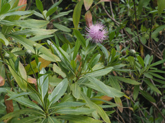 Cheirolophus arbutifolius
