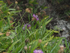 Cheirolophus falcisectus