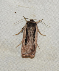 Ochropleura leucogaster