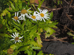 Argyranthemum haematomma
