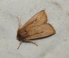 Leucania joannisi