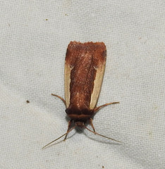 Ochropleura leucogaster