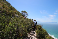 Podalyria calyptrata