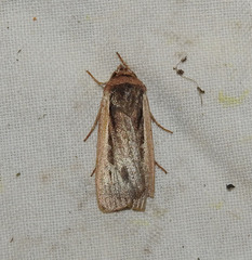 Ochropleura leucogaster