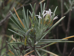 Parolinia ornata