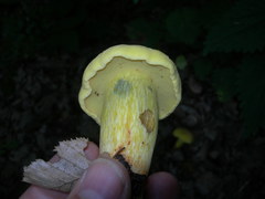 Rubroboletus rhodoxanthus